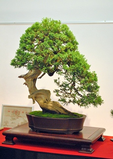 juniperus formosana boroka koos andras bonsai gyujtemenyebol a bonsai es suiseki mustra kiallitasan